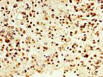 DAO Antibody in Immunohistochemistry (Paraffin) (IHC (P))