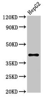 DAO Antibody in Western Blot (WB)