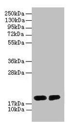 G72 Antibody in Western Blot (WB)