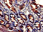 DDHD2 Antibody in Immunohistochemistry (Paraffin) (IHC (P))