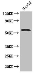 DDX6 Antibody in Western Blot (WB)