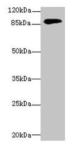 DGKG Antibody in Western Blot (WB)