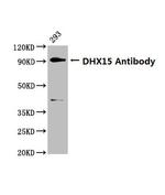 DHX15 Antibody in Western Blot (WB)