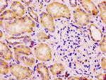 DLD Antibody in Immunohistochemistry (Paraffin) (IHC (P))