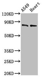 DNM1L Antibody in Western Blot (WB)