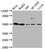 DYM Antibody in Western Blot (WB)