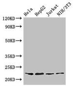 RPS5 Antibody in Western Blot (WB)