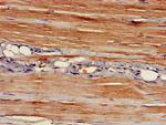 EAPP Antibody in Immunohistochemistry (Paraffin) (IHC (P))