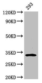 EAPP Antibody in Western Blot (WB)