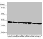 ECHS1 Antibody in Western Blot (WB)