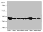 ECHS1 Antibody in Western Blot (WB)