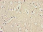 EEF1A2 Antibody in Immunohistochemistry (Paraffin) (IHC (P))