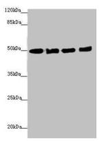 EEF1A2 Antibody in Western Blot (WB)