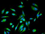 EEF1E1 Antibody in Immunocytochemistry (ICC/IF)