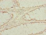 EEF1G Antibody in Immunohistochemistry (Paraffin) (IHC (P))