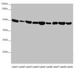 EEF1G Antibody in Western Blot (WB)