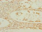 EEF1G Antibody in Immunohistochemistry (Paraffin) (IHC (P))