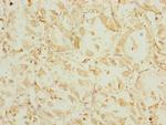 EEF1G Antibody in Immunohistochemistry (Paraffin) (IHC (P))