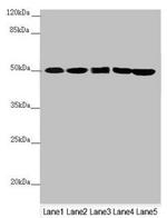 EEF1G Antibody in Western Blot (WB)