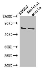 EFCAB7 Antibody in Western Blot (WB)