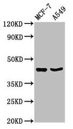 EGR3 Antibody in Western Blot (WB)