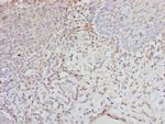 eIF2 gamma Antibody in Immunohistochemistry (Paraffin) (IHC (P))