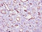 4E-BP2 Antibody in Immunohistochemistry (Paraffin) (IHC (P))