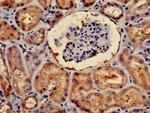 4E-BP2 Antibody in Immunohistochemistry (Paraffin) (IHC (P))