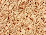 ELAVL2 Antibody in Immunohistochemistry (Paraffin) (IHC (P))