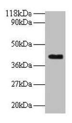 ELAVL2 Antibody in Western Blot (WB)