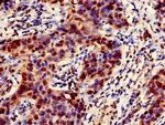 Emerin Antibody in Immunohistochemistry (Paraffin) (IHC (P))