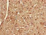 Emerin Antibody in Immunohistochemistry (Paraffin) (IHC (P))