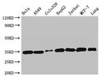 Emerin Antibody in Western Blot (WB)