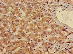 EN2 Antibody in Immunohistochemistry (Paraffin) (IHC (P))