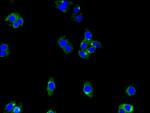 ENTPD8 Antibody in Immunocytochemistry (ICC/IF)