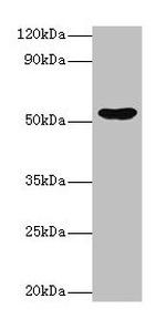 EPHX1 Antibody in Western Blot (WB)