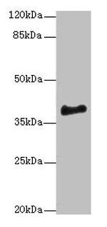 ERLIN1 Antibody in Western Blot (WB)