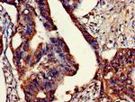 ETHE1 Antibody in Immunohistochemistry (Paraffin) (IHC (P))