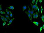 FAH Antibody in Immunocytochemistry (ICC/IF)