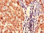 FAH Antibody in Immunohistochemistry (Paraffin) (IHC (P))