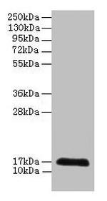 CDA Antibody in Western Blot (WB)