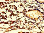 FGF13 Antibody in Immunohistochemistry (Paraffin) (IHC (P))