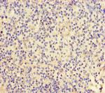 FGF13 Antibody in Immunohistochemistry (Paraffin) (IHC (P))