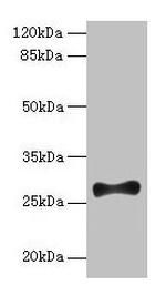 FGF13 Antibody in Western Blot (WB)