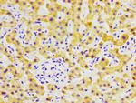 FGL1 Antibody in Immunohistochemistry (Paraffin) (IHC (P))