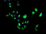 Flotillin 1 Antibody in Immunocytochemistry (ICC/IF)