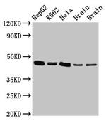 Flotillin 1 Antibody in Western Blot (WB)