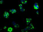 GABRA4 Antibody in Immunocytochemistry (ICC/IF)