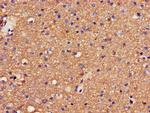 GABRA4 Antibody in Immunohistochemistry (Paraffin) (IHC (P))