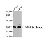 GAS2 Antibody in Western Blot (WB)